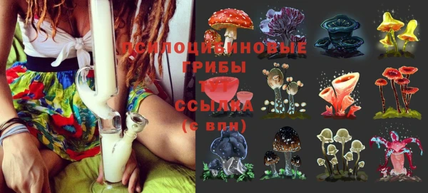 ГАЛЛЮЦИНОГЕННЫЕ ГРИБЫ Осинники